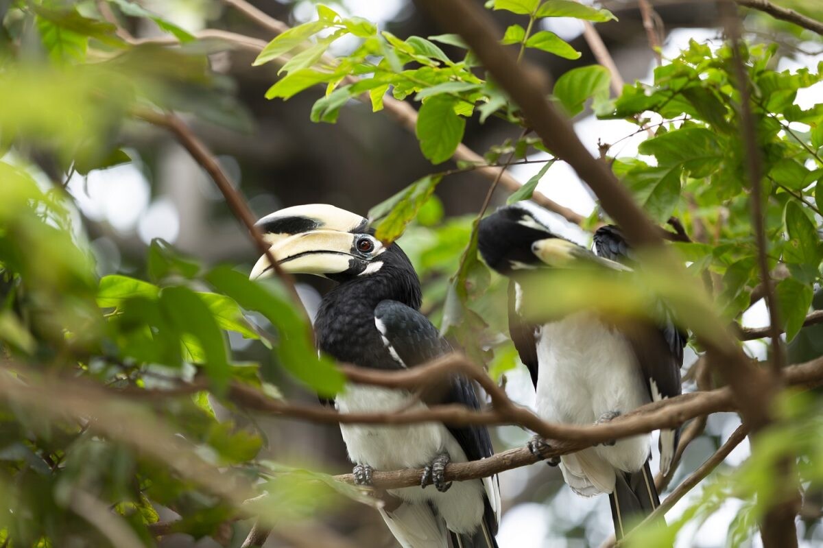 Avani+ Koh Lanta Krabi Resort Celebrates Resident Hornbill Couple with New Guest Experiences