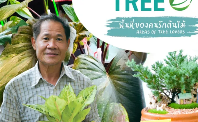 TREE MARKET HUAHIN –